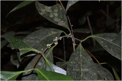 Microtropis latifolia